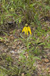 Pinnate prairie coneflower